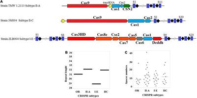 Genome Mining Approach Reveals the Occurrence and Diversity Pattern of Clustered Regularly Interspaced Short Palindromic Repeats/CRISPR-Associated Systems in Lactobacillus brevis Strains